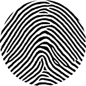 Magnified fingerprint detail after clean line preparation