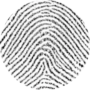 Magnified original fingerprint detail before clean line preparation