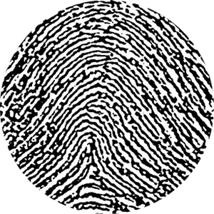 Magnified fingerprint detail after detailed texture preparation