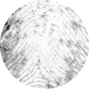 Magnified original fingerprint detail before detailed texture preparation